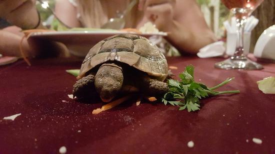 The Secret Garden Cafe